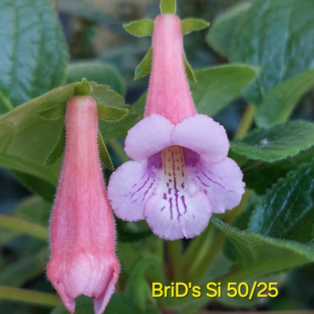 IMG-2025.07.01 - Sinningia din semințe hibrizi Dna Dietze 2025