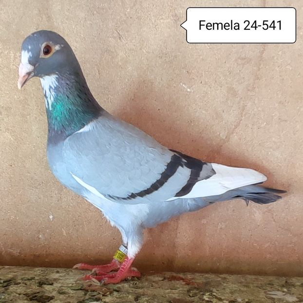 Femela 24-541 - Bălțat vanat