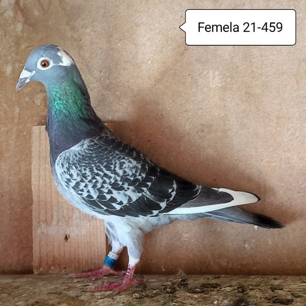 Femela 21-459 - Stropit list