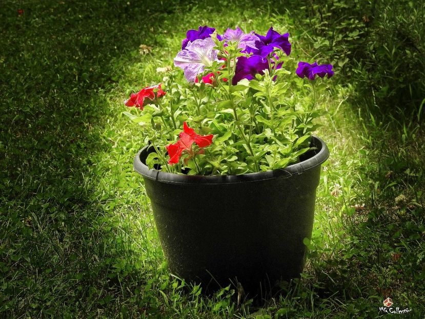 Petunia 2 - E - FLOWERS - Flori