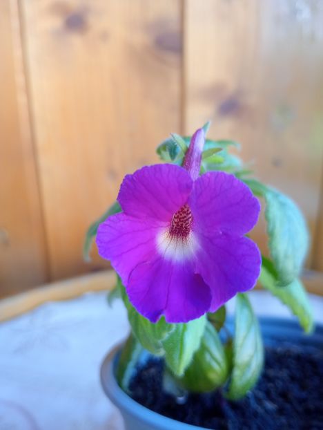 Lavender Fancy - - - - 2025