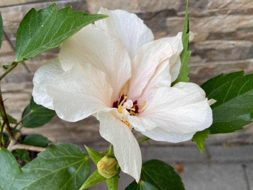  - Clasici - Apricot Dublu și Alb Dublu