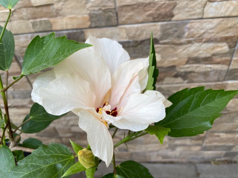  - Clasici - Apricot Dublu și Alb Dublu