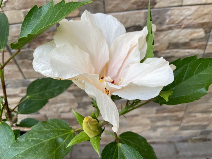  - Clasici - Apricot Dublu și Alb Dublu