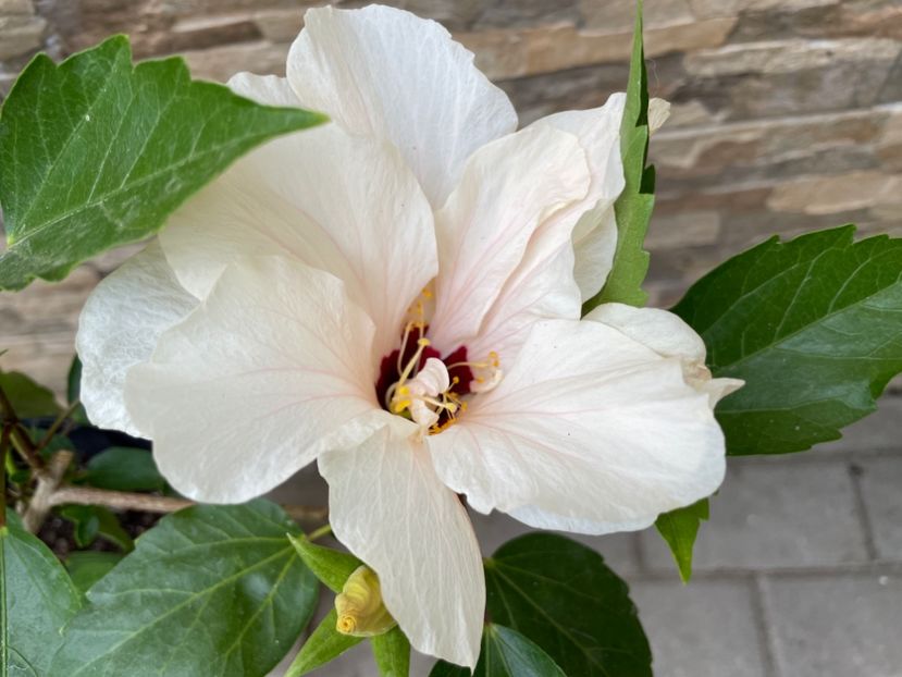  - Clasici - Apricot Dublu și Alb Dublu