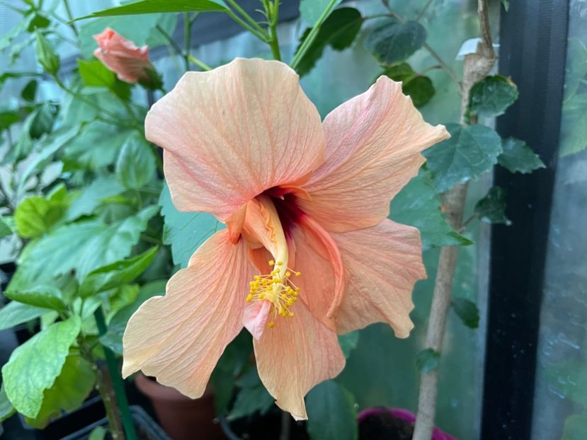  - Clasici - Apricot Dublu și Alb Dublu