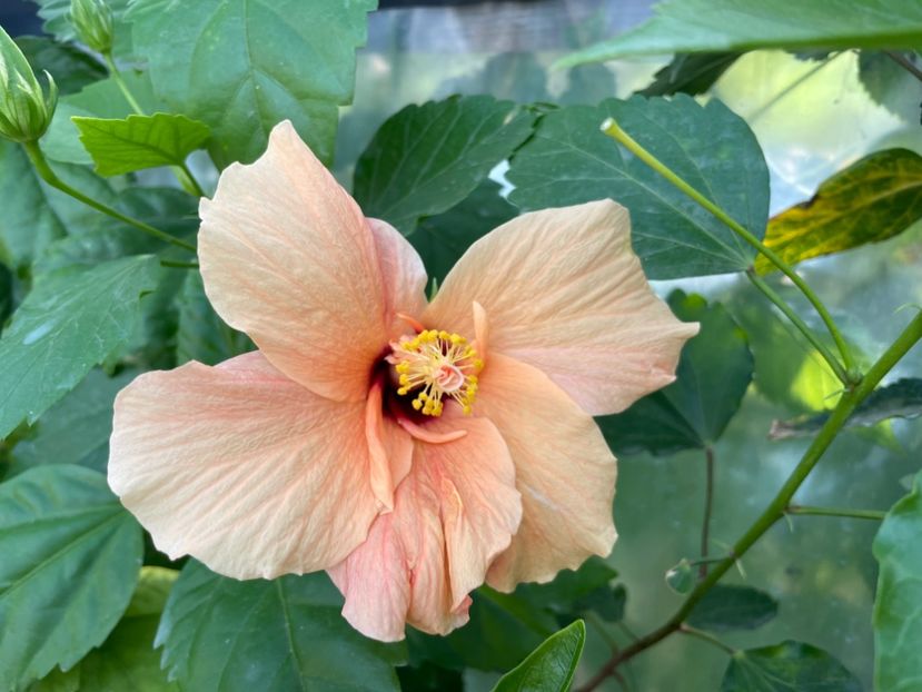  - Clasici - Apricot Dublu și Alb Dublu