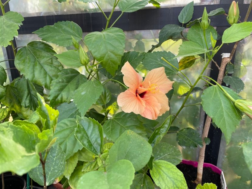  - Clasici - Apricot Dublu și Alb Dublu