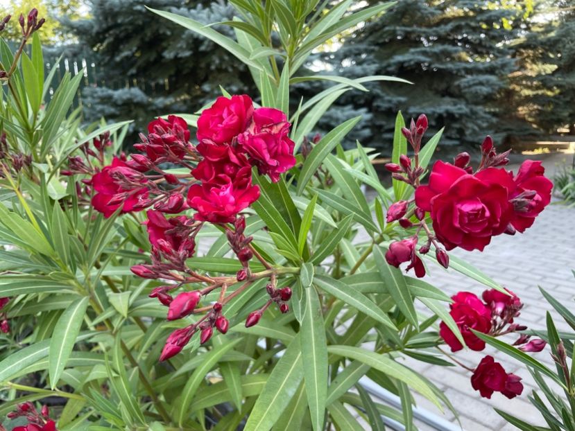  - 0006 - Leandri 2023-2024-2025