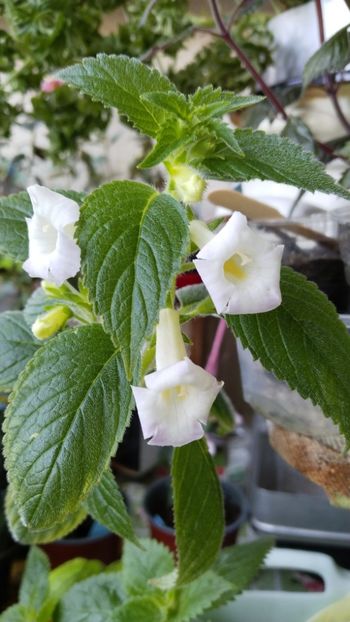 ...albe pe canicula - 2025-MM s 0319