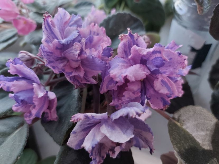  - Passio 1 fantezie batuta roz-mov