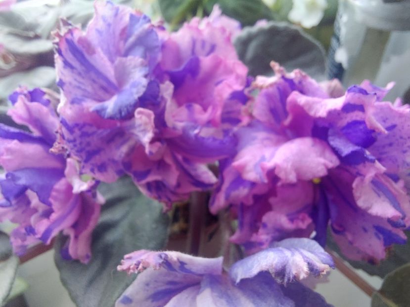  - Passio 1 fantezie batuta roz-mov