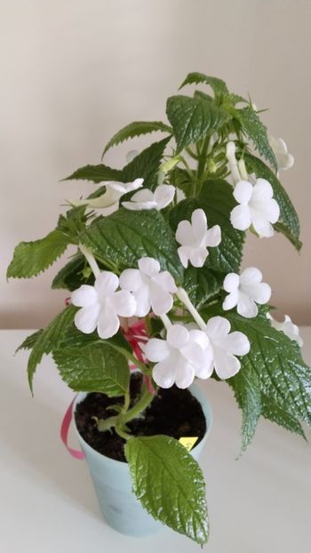  - 2025-GRANDIFLORA ALBA