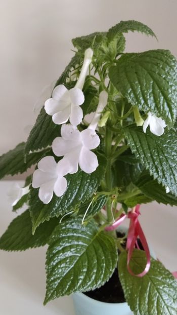  - 2025-GRANDIFLORA ALBA