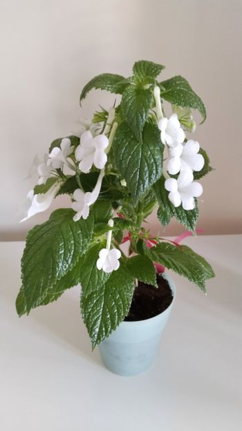  - 2025-GRANDIFLORA ALBA