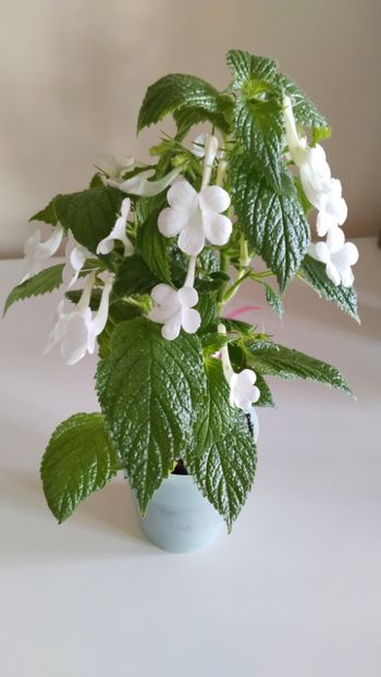  - 2025-GRANDIFLORA ALBA