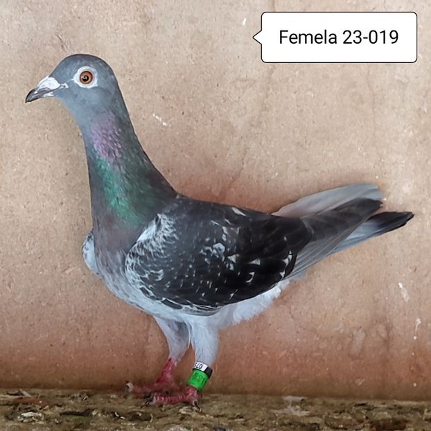 Femela 23-019 - Guti