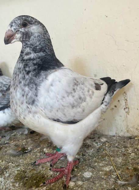 1-0 2025 din p5 . Eliminat - Pui 2025