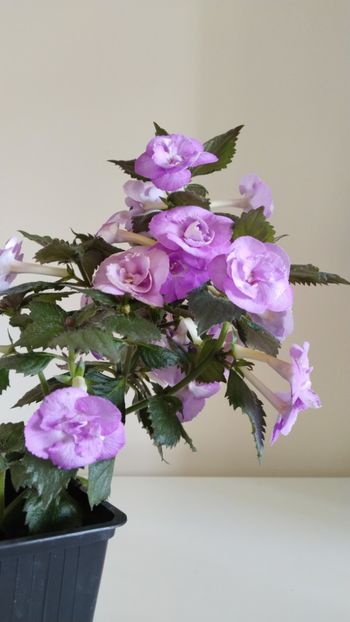  - 2025-LAVENDER ENGLISE ROSE