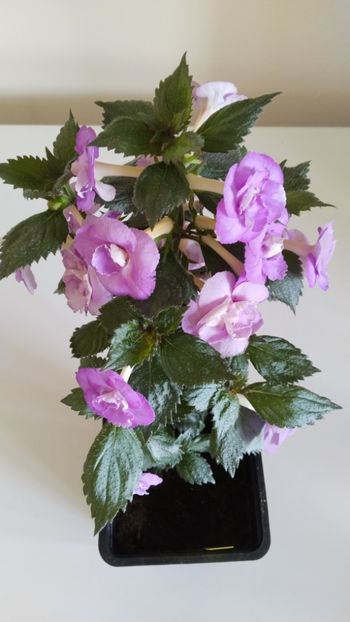  - 2025-LAVENDER ENGLISE ROSE