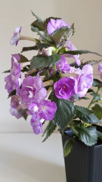  - 2025-LAVENDER ENGLISE ROSE