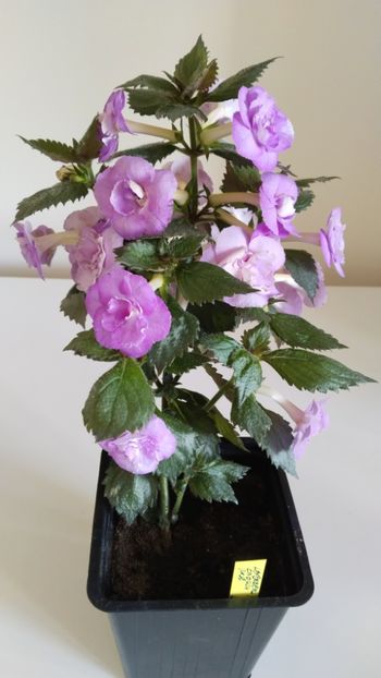  - 2025-LAVENDER ENGLISE ROSE