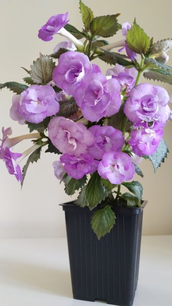  - 2025-LAVENDER ENGLISE ROSE