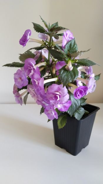  - 2025-LAVENDER ENGLISE ROSE