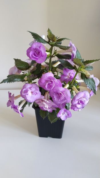  - 2025-LAVENDER ENGLISE ROSE