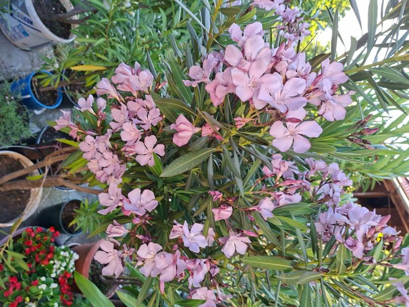 20250702_195409[1] - barcellona nr14