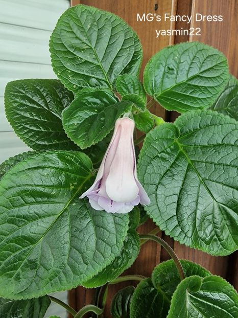 3.07.2025 - Sinningia 2o25