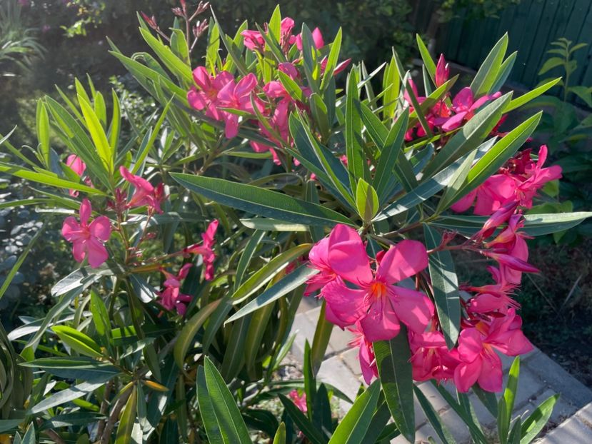  - 0006 - Leandri 2023-2024-2025