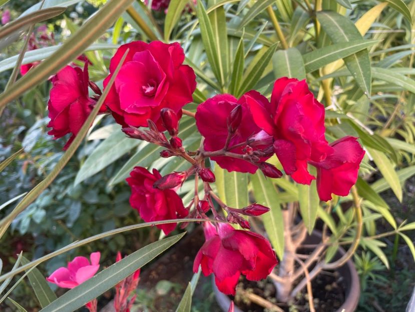  - 0006 - Leandri 2023-2024-2025