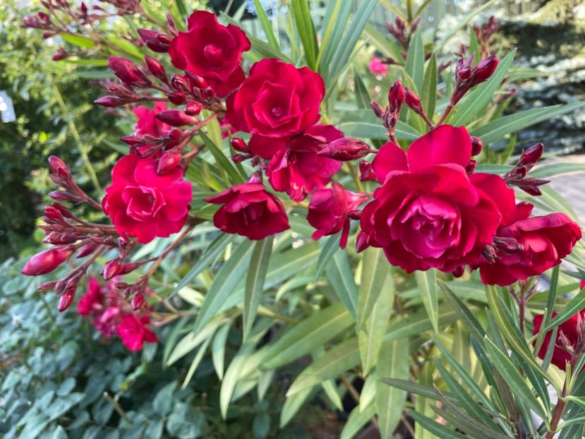  - 0006 - Leandri 2023-2024-2025