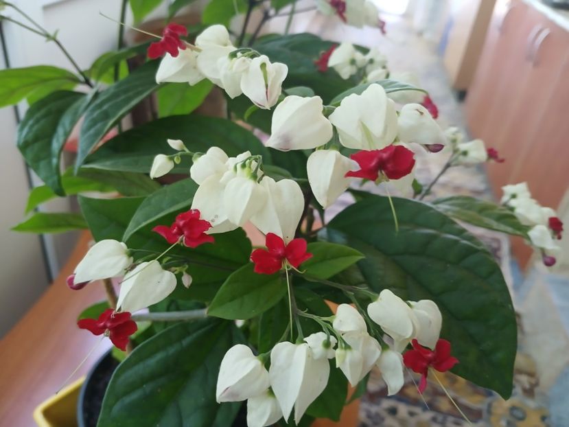  - Clerodendrum Thomsoniae