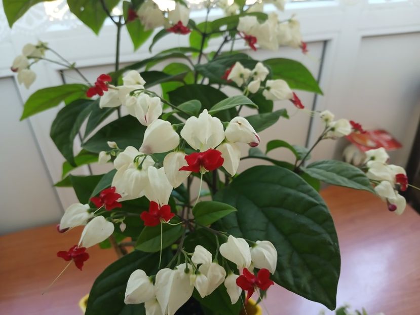  - Clerodendrum Thomsoniae