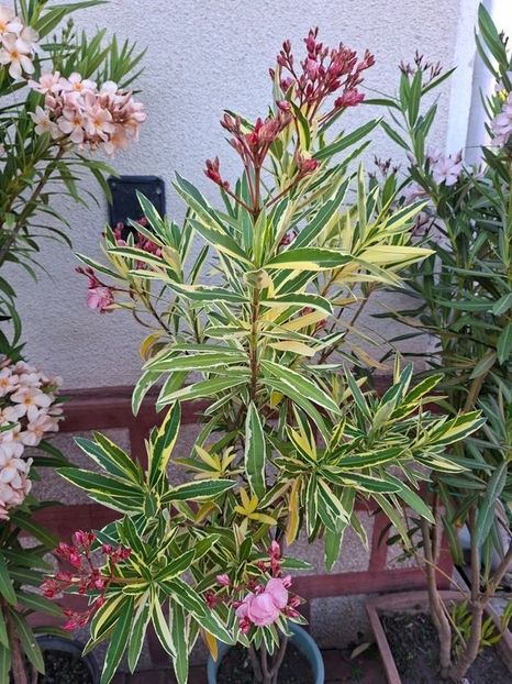  - variegat nr 24
