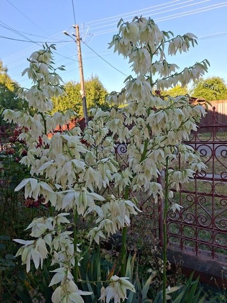  - yucca filamentosa
