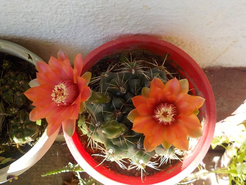  - gymnocalicium horstii