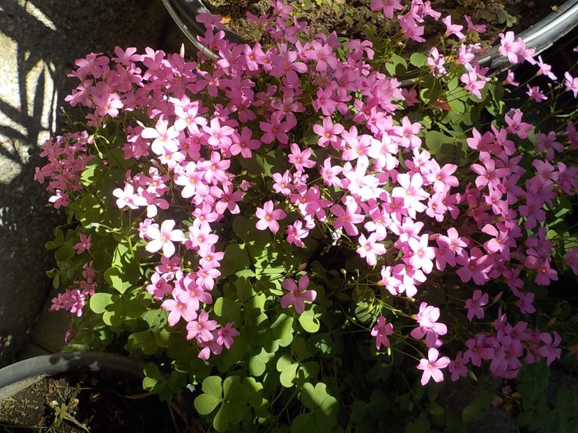  - oxalis rubra