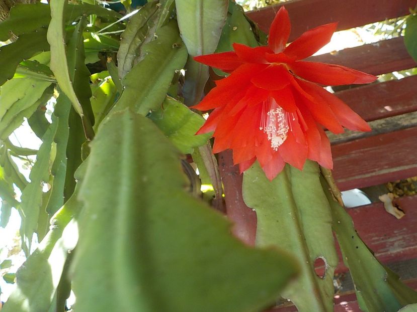  - Genul Epiphyllum
