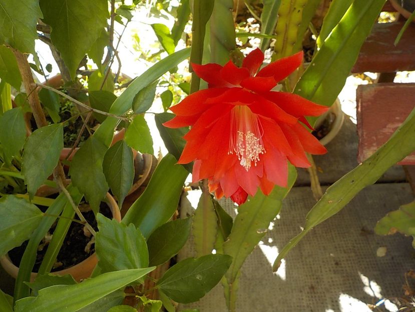  - Genul Epiphyllum