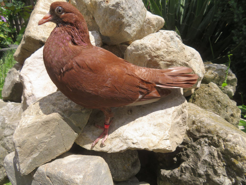  - Chenar la Roșii de Târgoviște - porumbei