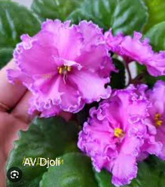  - AV Djoli