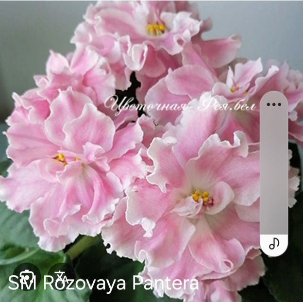  - SM Rozovaya Pantera
