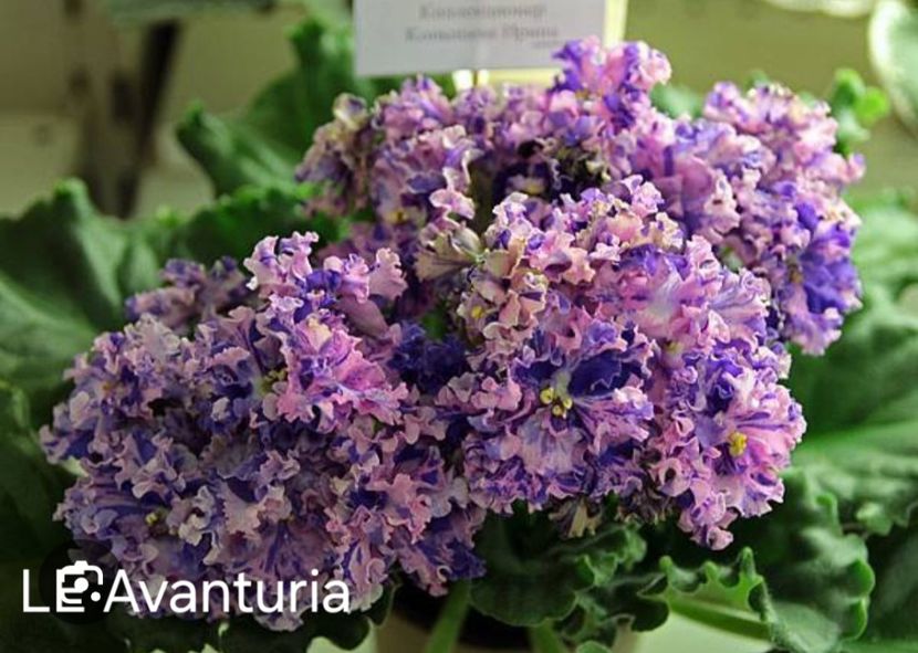  - LE Avanturia