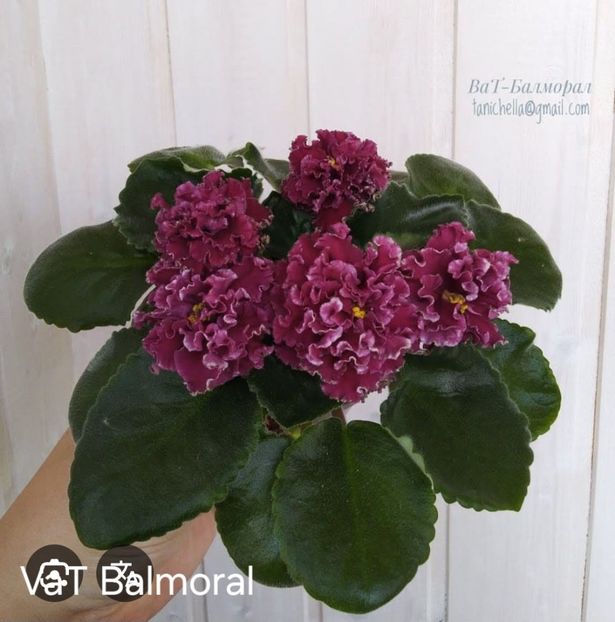  - VaT Balmoral