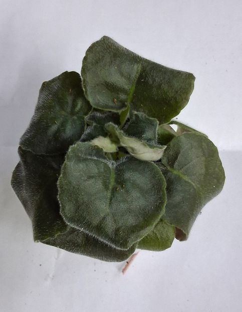  - SM Rozovaya Pantera