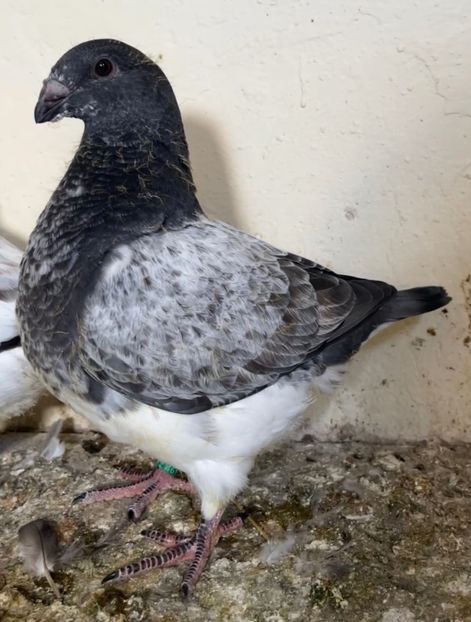 0-1 2025 din P5 - Pui 2025