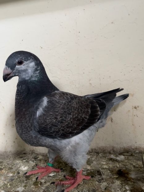 1-0 2025 din P2 - Pui 2025